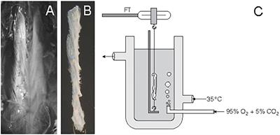 Fascia Is Able to Actively Contract and May Thereby Influence Musculoskeletal Dynamics: A Histochemical and Mechanographic Investigation